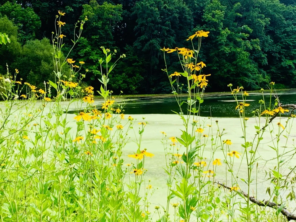 IMG_1317.jpg?type=w966