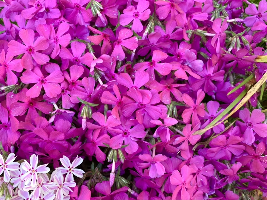 IMG_8363.jpg?type=w966