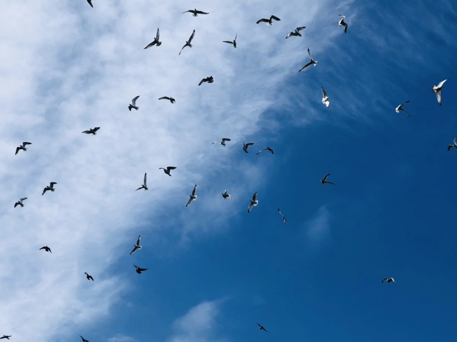 IMG_4718.jpg?type=w966