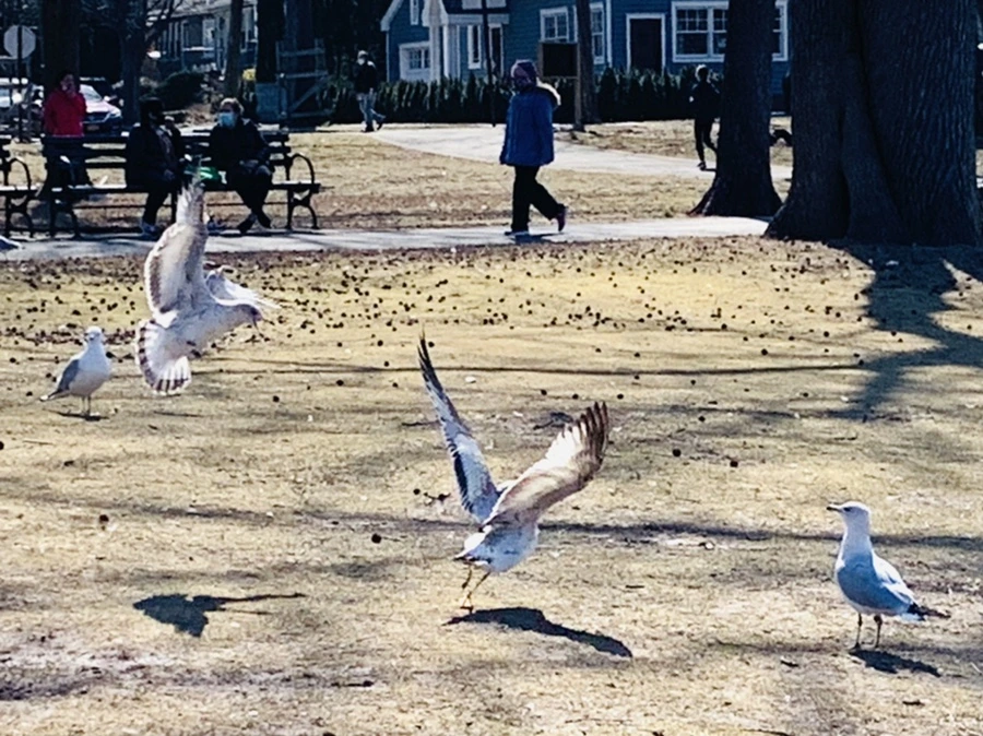 IMG_9342.jpg?type=w966