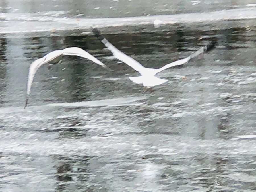 IMG_8618.jpg?type=w966