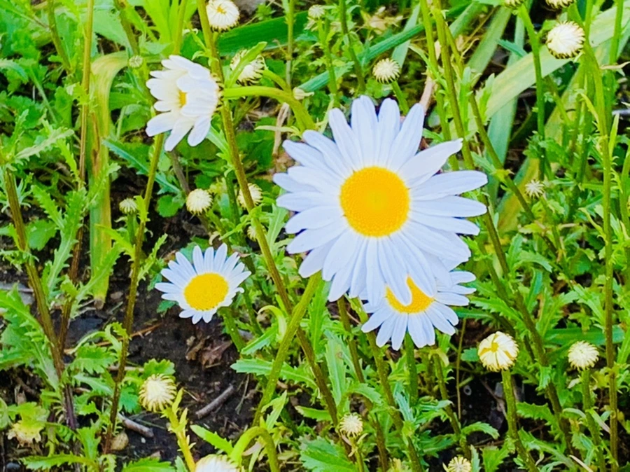 IMG_1988.jpg?type=w966