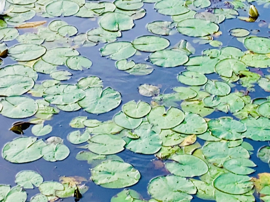 IMG_7909.jpg?type=w966