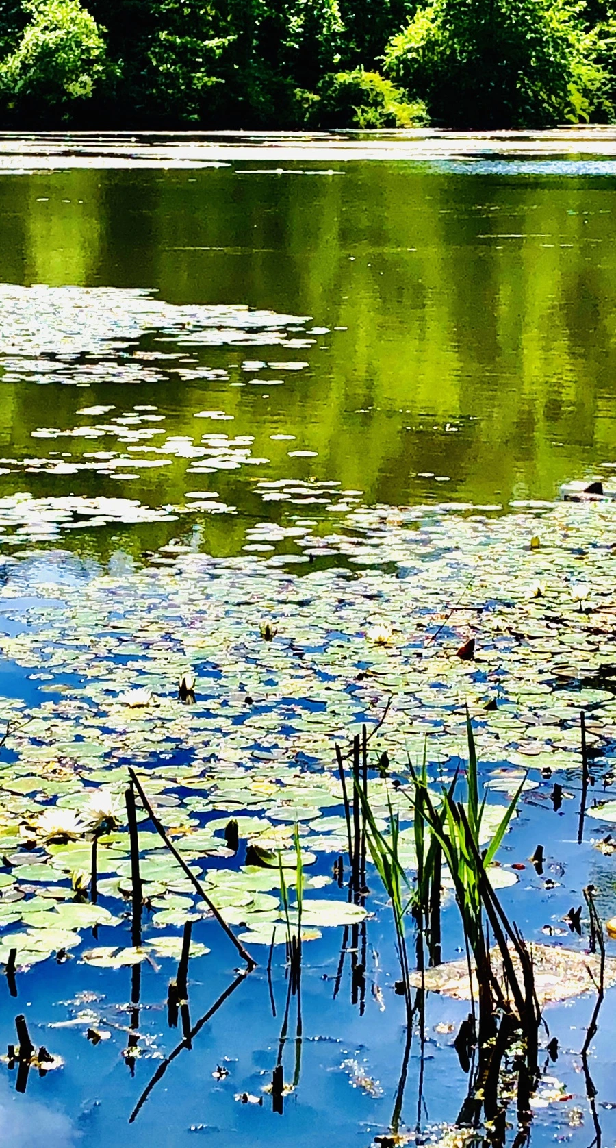 IMG_9458.jpg?type=w966