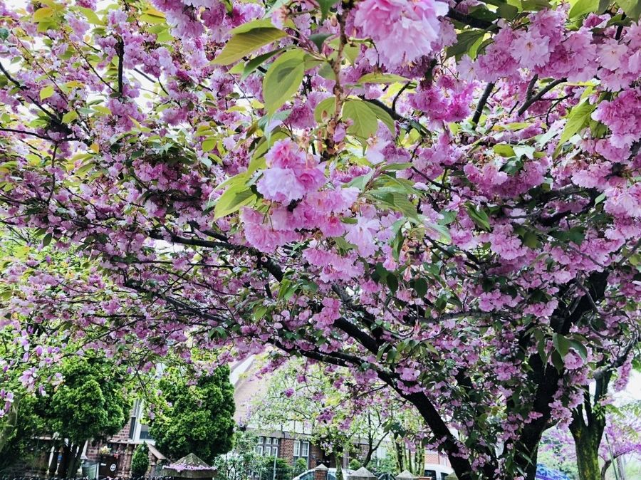 IMG_4135.jpg?type=w966