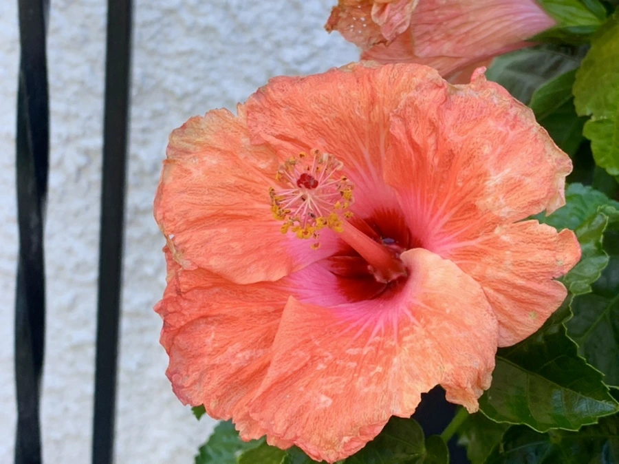 IMG_0331.jpg?type=w966