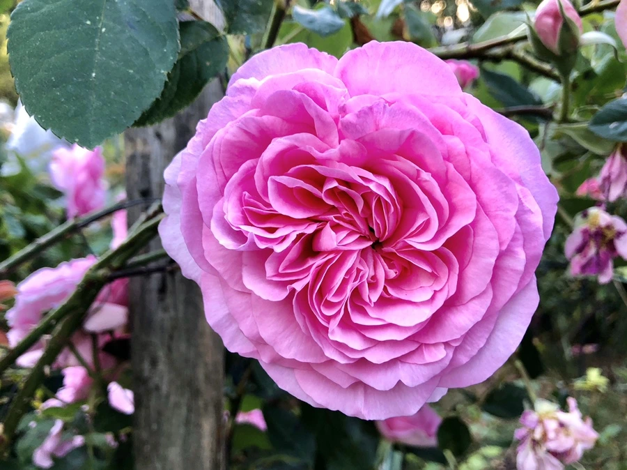 IMG_7707.jpg?type=w966