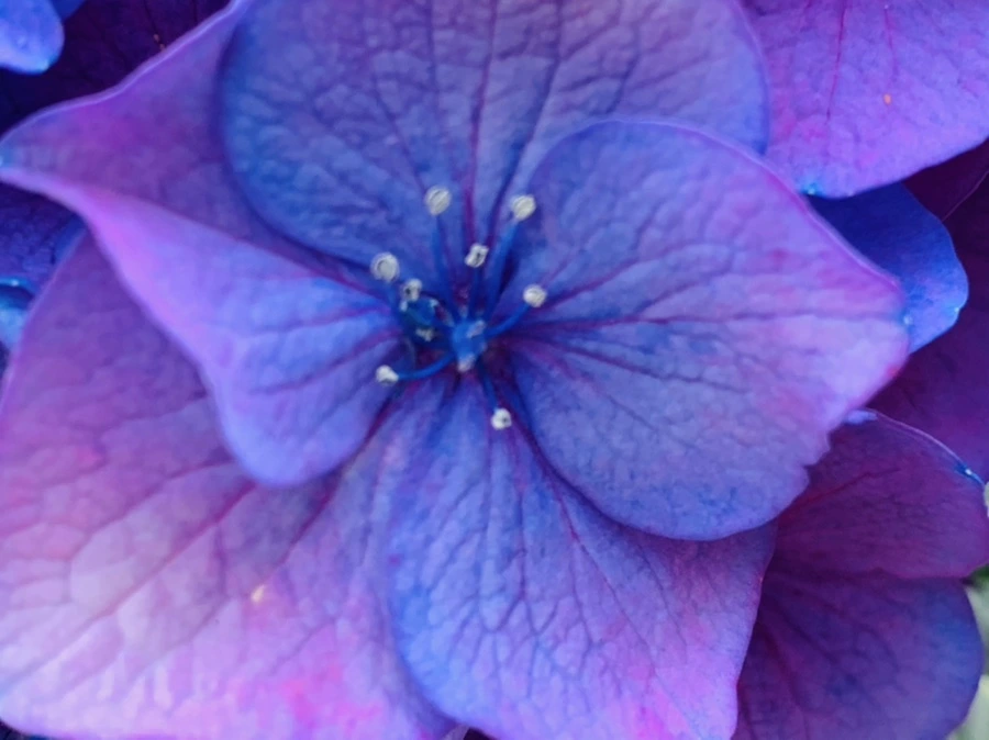 IMG_8304.jpg?type=w966