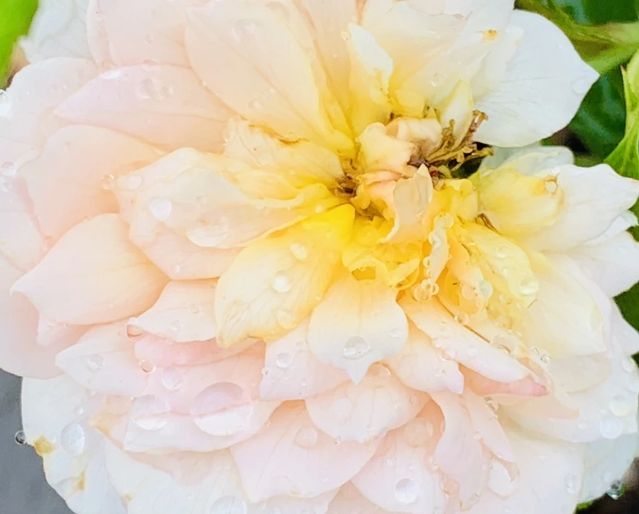 IMG_9571.jpg?type=w966