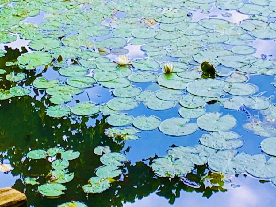 IMG_5209.jpg?type=w966