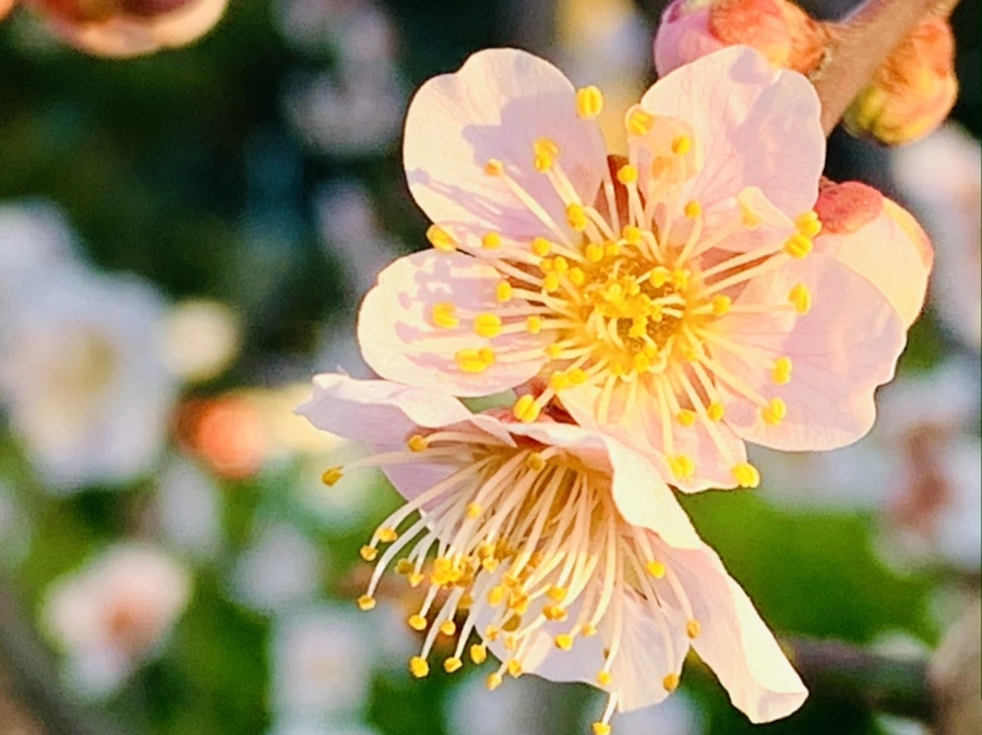 IMG_0914.jpg?type=w966