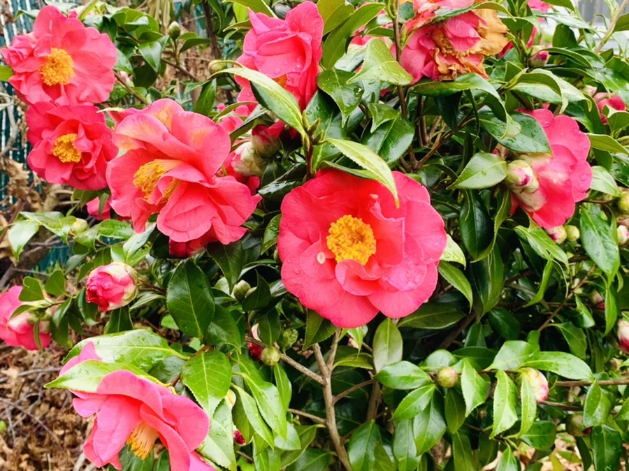 IMG_6268.jpg?type=w966