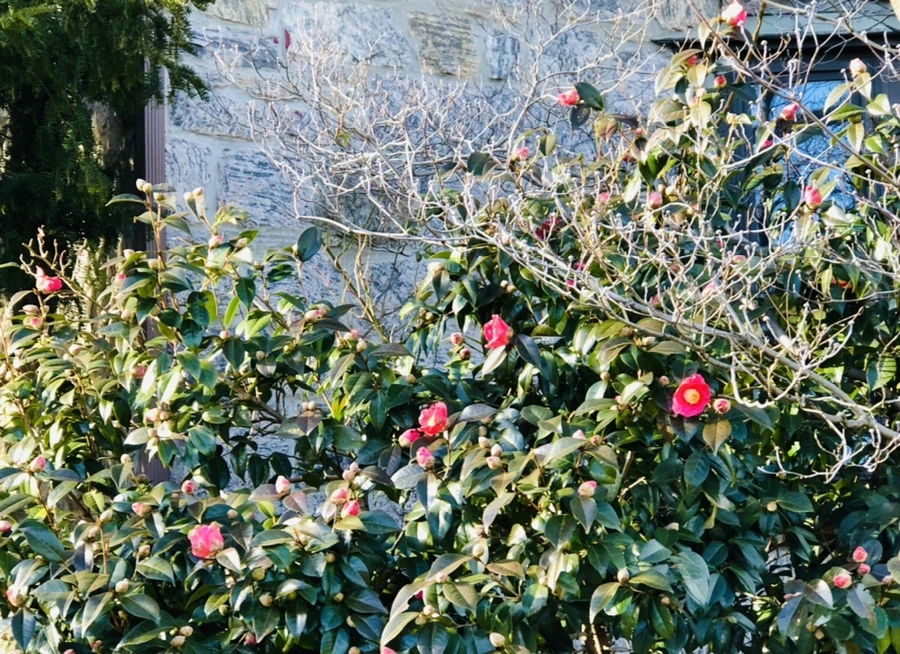 IMG_1374.jpg?type=w966