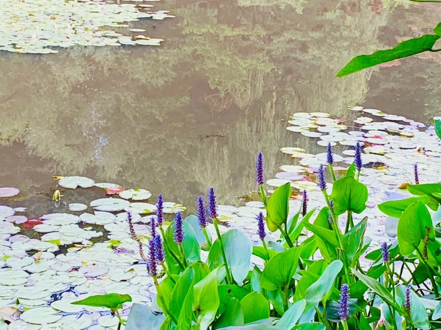 IMG_2971.jpg?type=w966