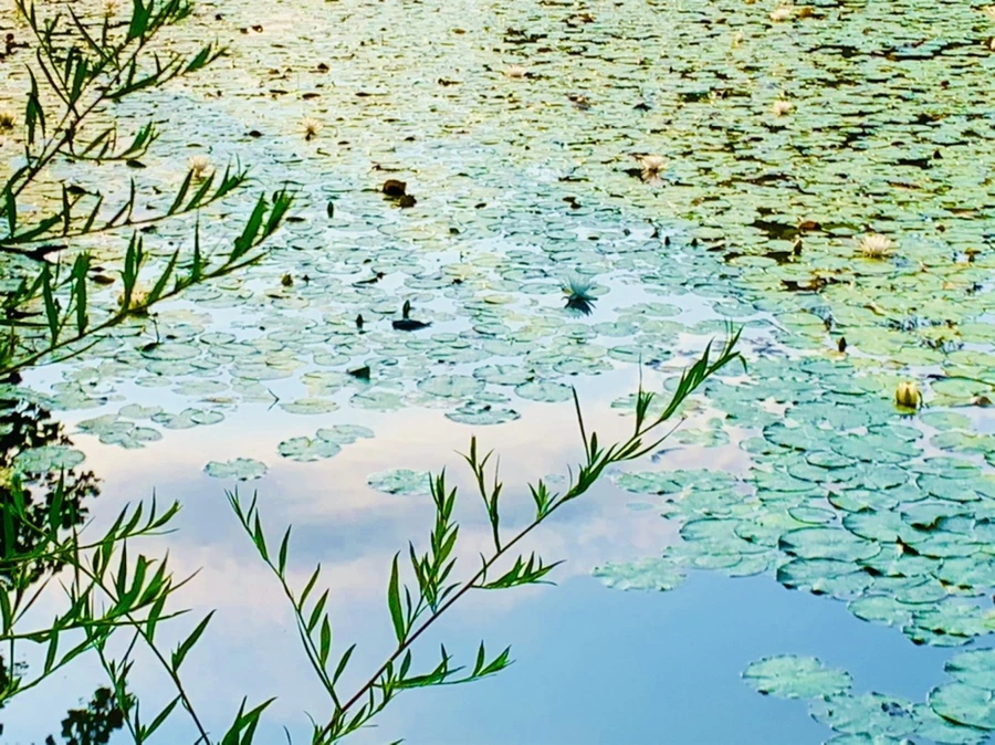 IMG_0801.jpg?type=w966