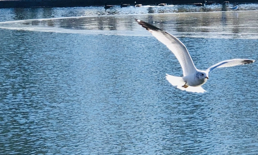 IMG_5339.jpg?type=w966