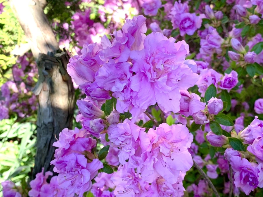 IMG_1981.jpg?type=w966