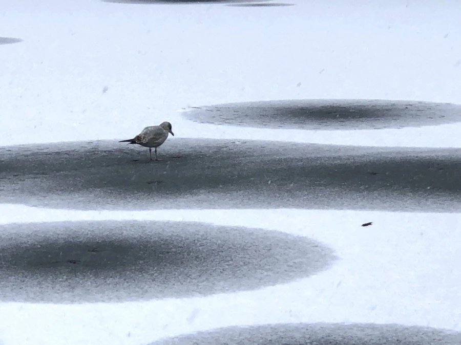 IMG_5990.jpg?type=w966