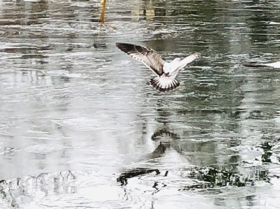 IMG_8991.jpg?type=w966