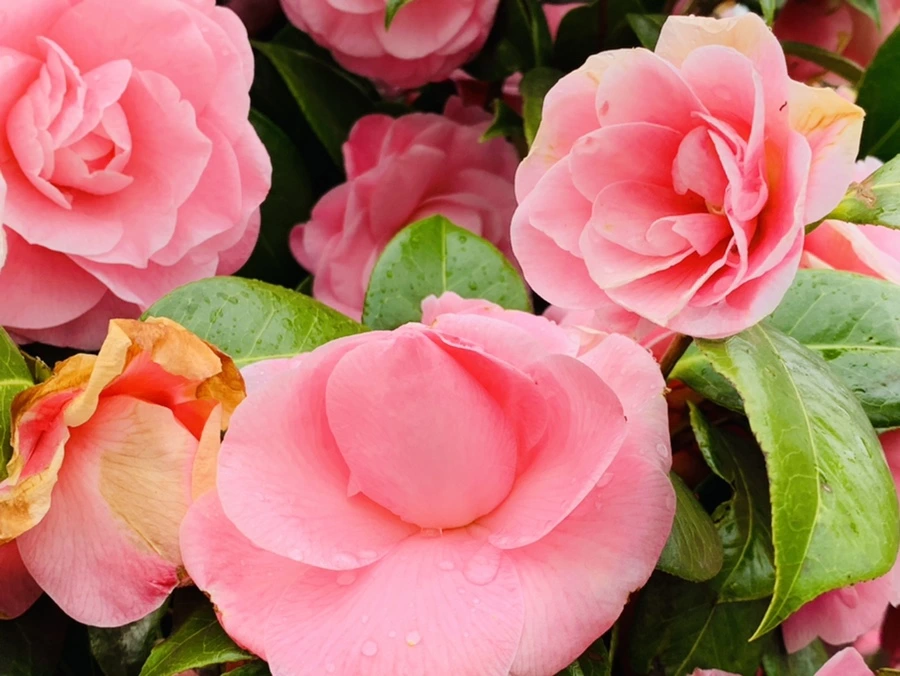 IMG_1419.jpg?type=w966