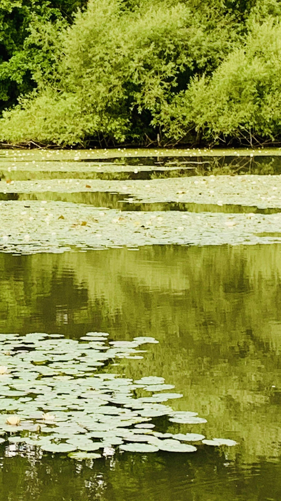 IMG_1502.jpg?type=w966