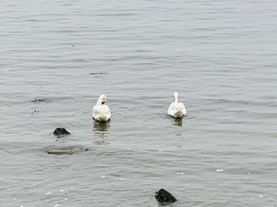 IMG_5177.jpg?type=w966