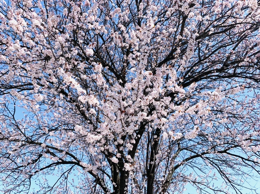 IMG_7979.jpg?type=w966