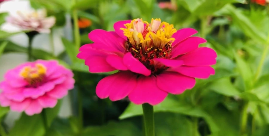 IMG_1794.jpg?type=w966