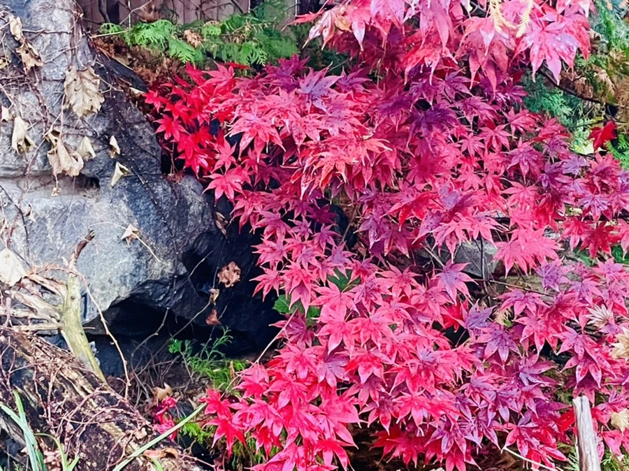 IMG_4908.jpg?type=w966