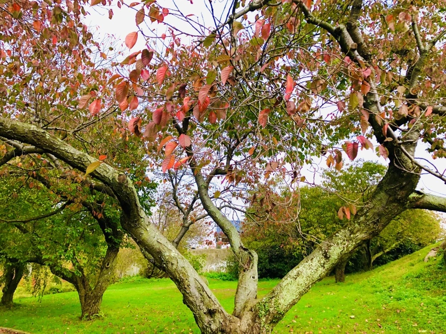 IMG_2264.jpg?type=w966