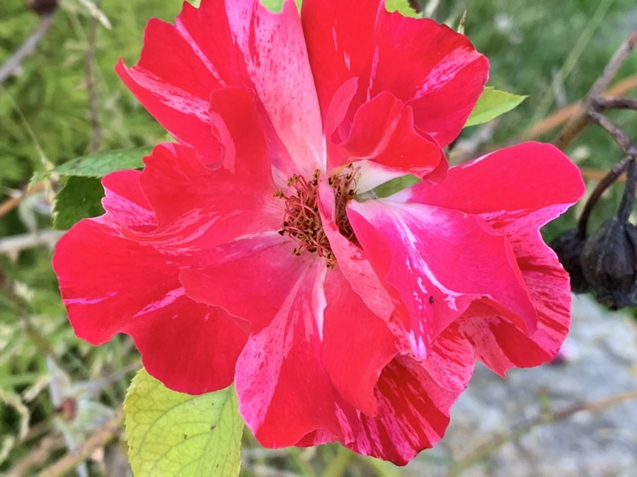 IMG_3064.jpg?type=w966