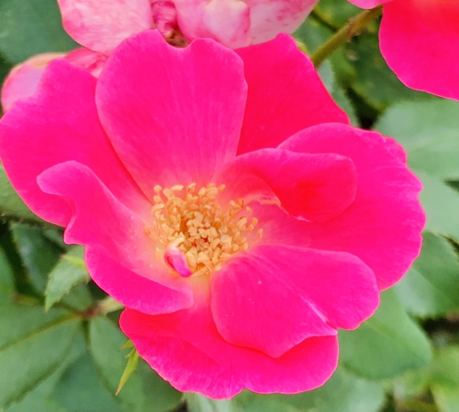 IMG_5010.jpg?type=w966