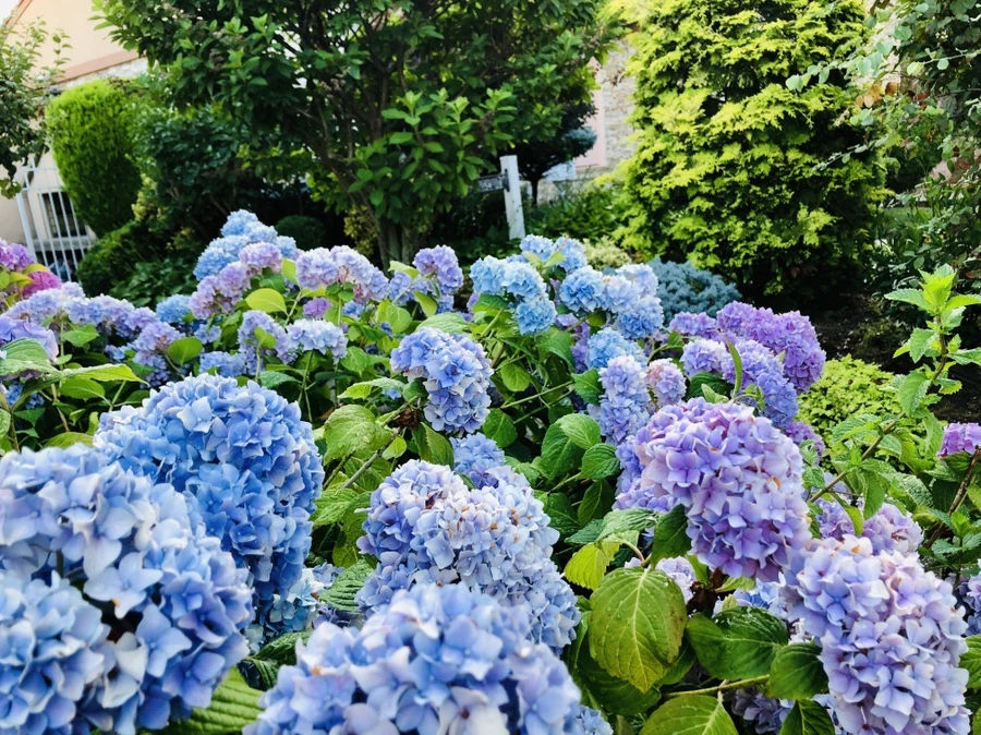 IMG_0539.jpg?type=w966