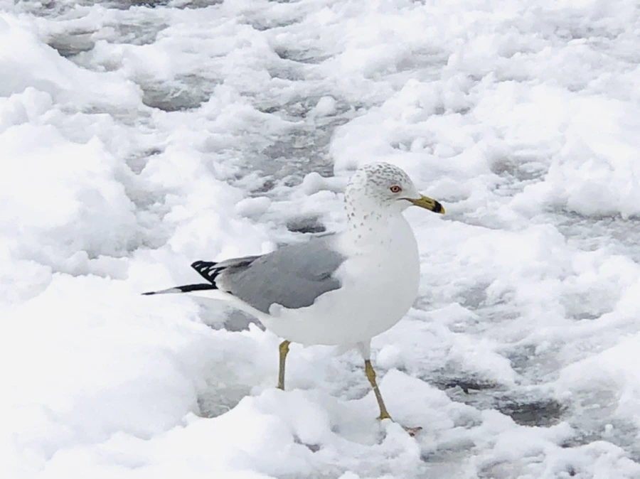 IMG_3797.jpg?type=w966