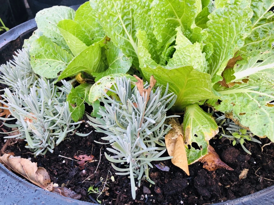 IMG_6734.jpg?type=w966