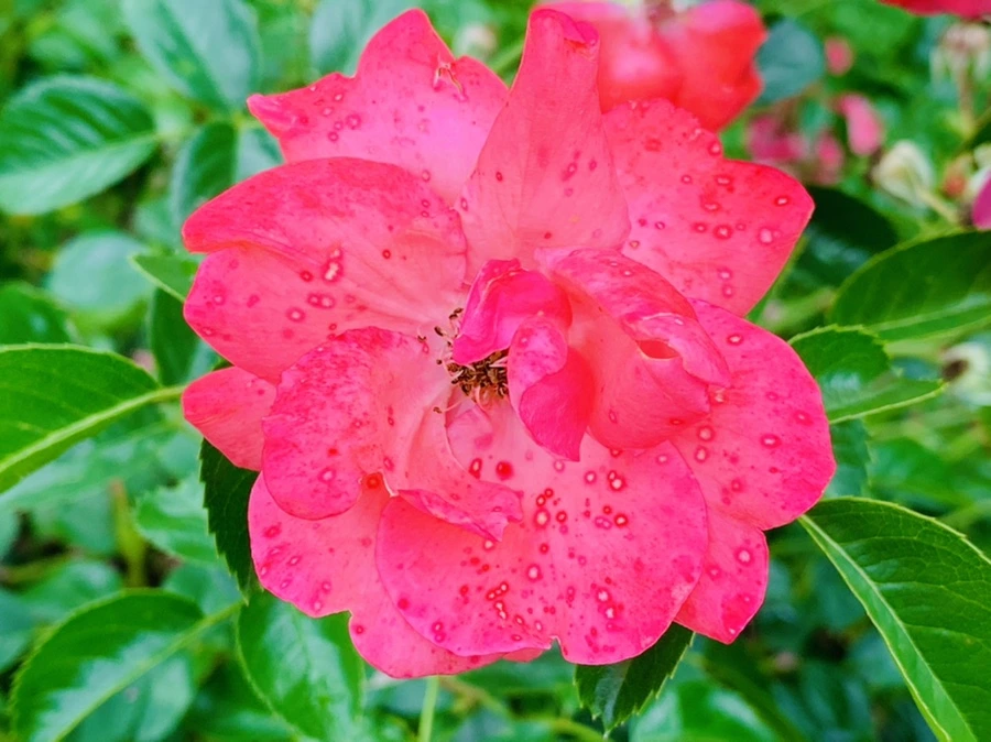 IMG_0431.jpg?type=w966