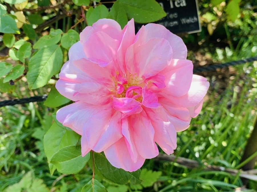 IMG_4224.jpg?type=w966