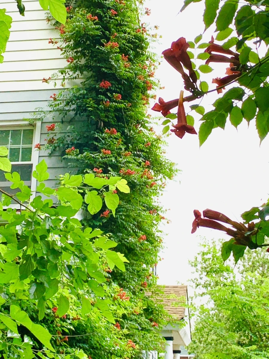 IMG_7147.jpg?type=w966