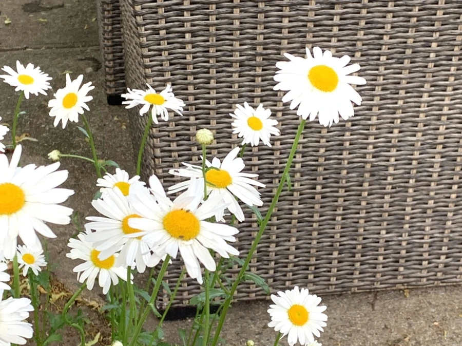 IMG_5508.jpg?type=w966