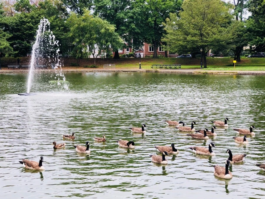 IMG_4313.jpg?type=w966