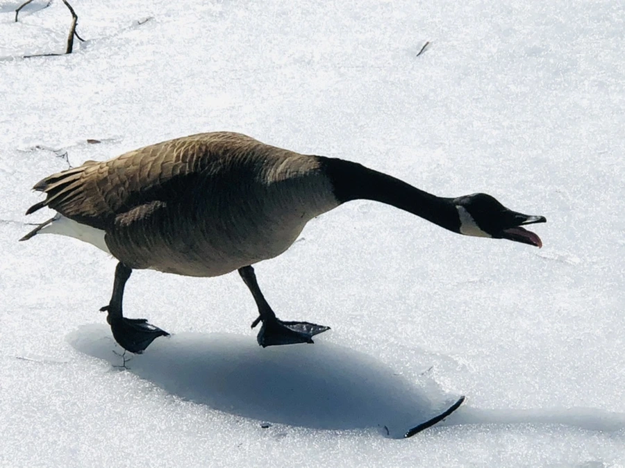 IMG_4515.jpg?type=w966