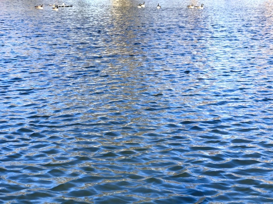 IMG_3900.jpg?type=w966