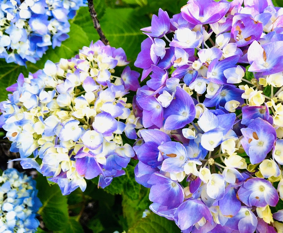 IMG_8661.jpg?type=w966