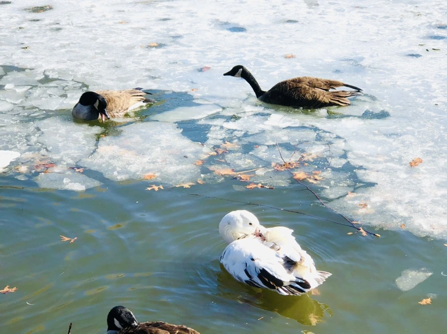 IMG_5211.jpg?type=w966