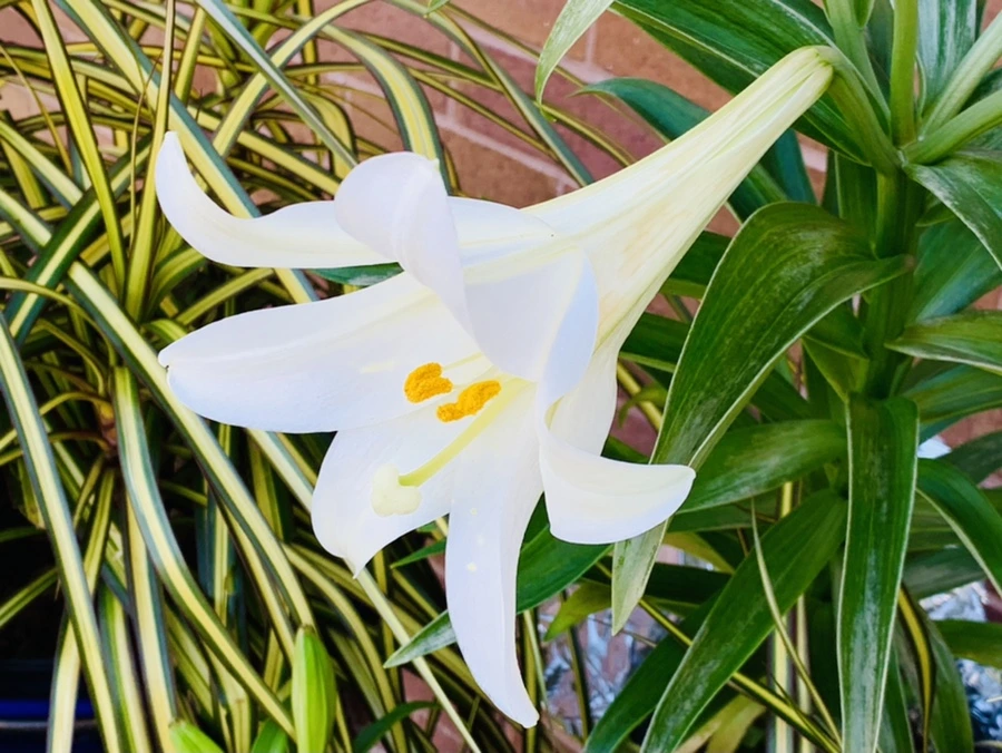 IMG_7550.jpg?type=w966