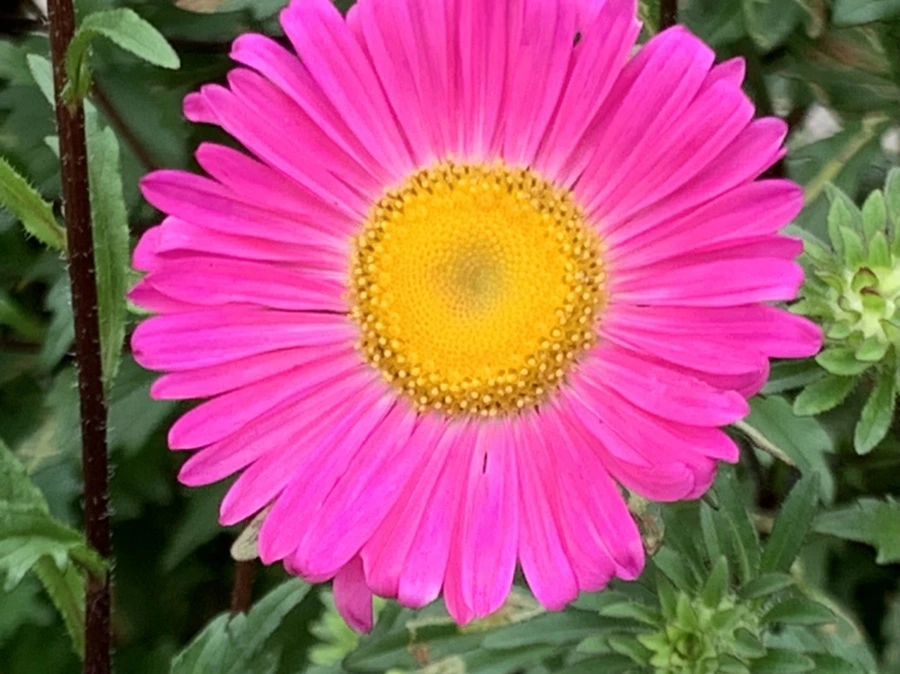 IMG_6095.jpg?type=w966