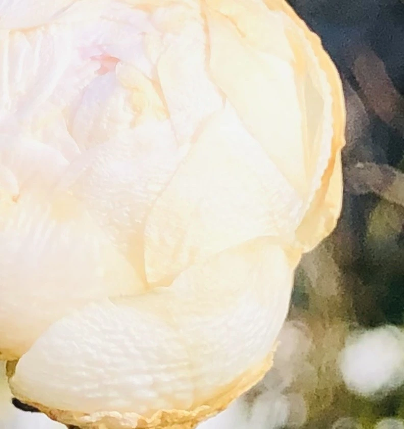 uSbLGCRustVP-LzXvbHprqUnt7I