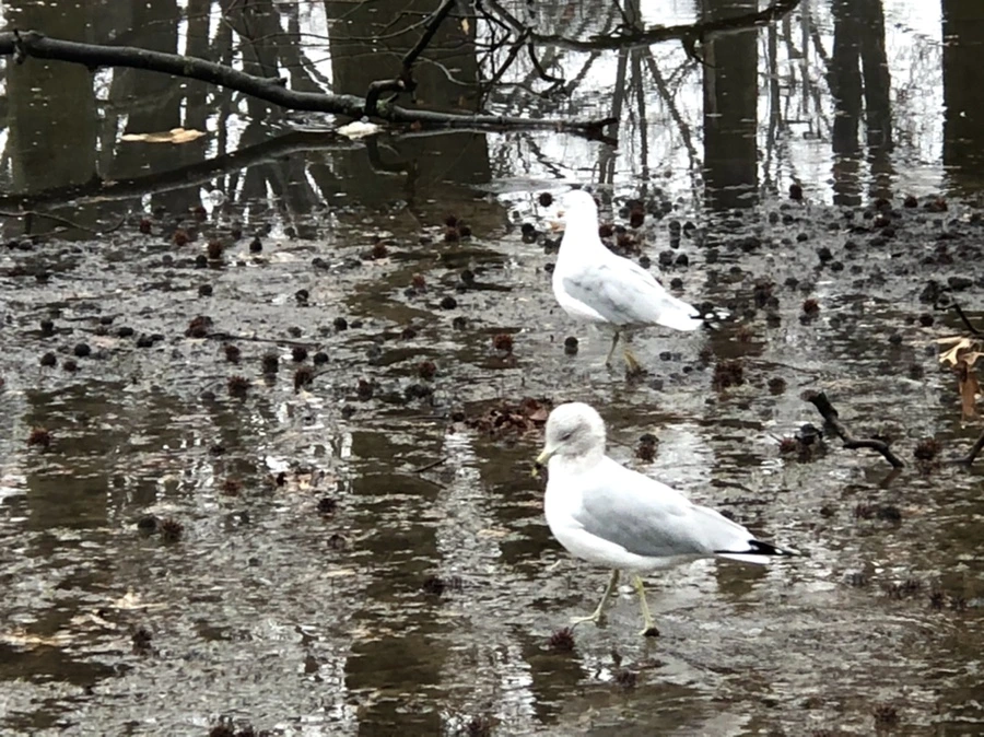 IMG_5704.jpg?type=w966