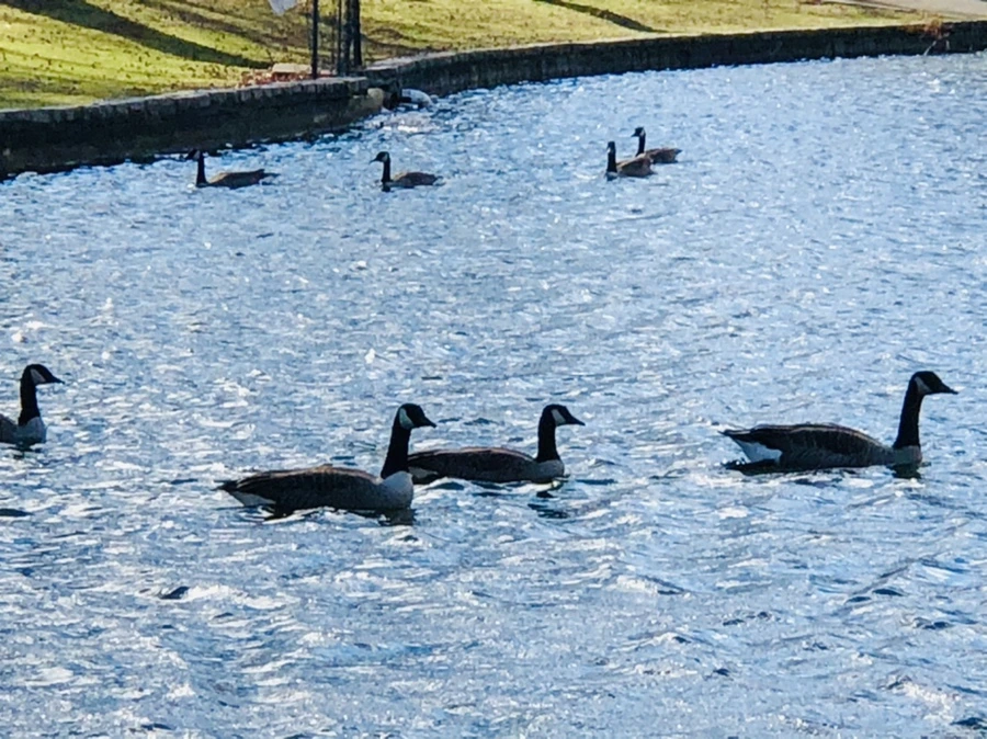 IMG_9204.jpg?type=w966