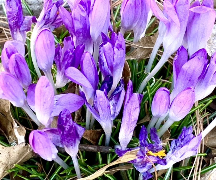 IMG_1514.jpg?type=w966